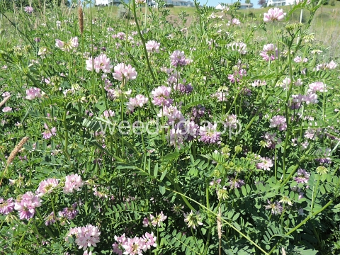 crownvetch, trailing